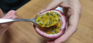열대과일 패션프루츠, 포천서도 잘 자라요