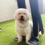 유기동물보호소 리얼쉘터, 강아지·고양이 새 가족 찾기위해 나서