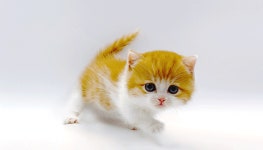 고양이 분양샵 제나캣, 합리적인 분양가 제공