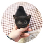 고양이 분양샵 가필드고양이, 비용부담 줄여주는 무료분양 서비스 시행