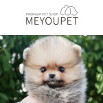 강아지분양 애견샵 미유펫 질병보상제, 철저한 사후관리 제공