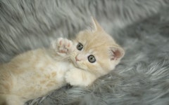 고양이 분양샵 캣하모, 브리더의 혈통관리 통해 건강한 고양이 분양