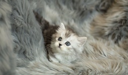 고양이 분양샵 캣하모 맞춤상담 및 안심 이동 서비스 실시