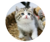 고양이 분양샵 가필드고양이, 전문 펫플래너가 상시 상담 제공