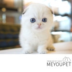 고양이분양 애견샵 미유펫 11월 할인이벤트 진행, 반려인들 관심 집중