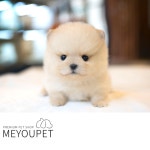 다양한 품종 최대 할인 85% 진행, 강아지분양 애견샵 미유펫