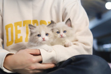 고양이 분양샵 가필드고양이, 책임분양으로 반려문화 선진화에 앞장