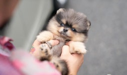 프리미엄 애견샵 마리켄넬, 자체브리딩·수입혈통 강아지 반려견 분양 진행