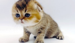 고양이 분양샵 제나캣, 전문 분양 시스템 통해 안전한 고양이 분양 나서