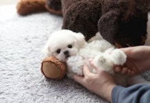 강아지-고양이 분양샵 아담스펫, 다양한 분양 이벤트 실시