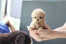 아담스펫, 고양이·강아지분양 상위 1% 퀄리티로 합리적인 분양가 진행