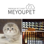 고양이분양 애견샵 미유펫 12월 다양한 이벤트와 혜택 제공