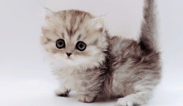 고양이 분양샵 제나캣, 할인 및 다양한 혜택 진행