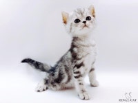 고양이 분양샵 제나캣, 할인 이벤트 진행