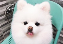 유기견·유기묘보호센터 하이바이보호소, 강아지·고양이 무료분양 진행