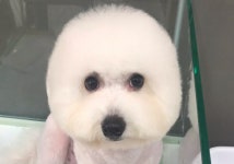 동물보호센터 하이바이보호소, 강아지·고양이 무료 분양 진행