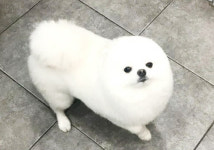 유기견·유기묘보호센터 하이바이보호소, 반려동물 무료분양 진행