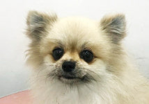 유기견·유기묘보호센터 하이바이보호소, 동물보호 목적 강아지 및 고양이 무료 분양 실시