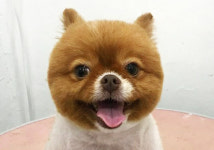 하이바이보호소, 파양견 입양 통해 유기견 무료 분양 실시