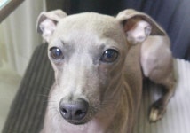 유기견·유기묘 동물보호센터 하이바이보호소, 무료분양 통해 유기동물 보호