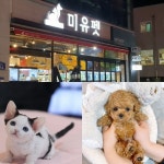 광주강아지분양 신년맞이·수험생 이벤트 동시 진행⋯최대80% 할인