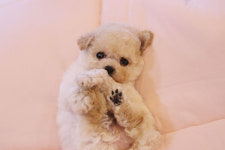 고양이분양 애견샵 광주 미유펫, 특수묘 이벤트 계획발표