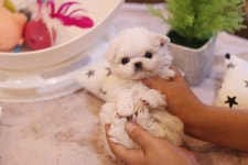 광주강아지분양 미유펫 색다른 이벤트 분양 실시