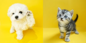 고양이분양 전문 애견샵 미유펫 자체동물병원 시스템 구축