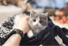 고양이 분양샵 가필드고양이 맞춤 분양 서비스 실시