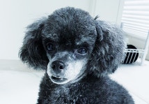 강아지보호소 하이바이보호소 유기견·유기묘 구제해 무료 분양 진행