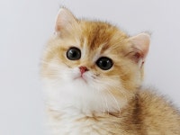 고양이 분양샵 제나캣, 품종묘 할인 이벤트 및 다양한 분양 혜택 진행