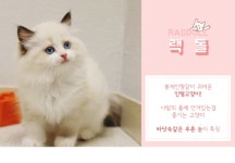 고양이 분양샵 라온캣, 자체브리딩 반려묘 분양가 할인 프로모션 진행