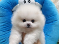 광주 강아지분양 애견샵 펫왕국 분양할인 및 철저한 분양 시스템 제공