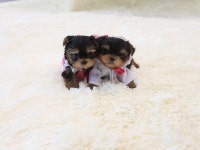 강아지·고양이 분양 스타일독앤캣 봄맞이 특별 이벤트 진행