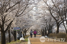 경북 영주시내, 서천 둔치 벚꽃만개