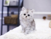 부산고양이 분양샵 그린캣, 고양이 분양 시 할인 및 다양한 이벤트 진행