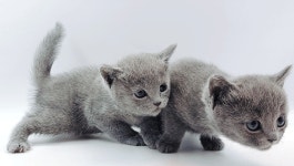 고양이분양샵 제나캣, 다채로운 이벤트 진행소식 전해