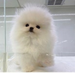 수원강아지 전문분양샵 미유펫, 골든타임 응급 Q&A 서비스 실시