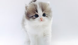 고양이분양샵 제나캣, 연계병원에서 건강검진 진행