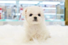 대구강아지분양 전문 미유펫 애견샵, 최대 85% 할인 이벤트 진행