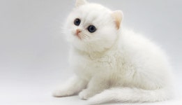 고양이분양샵 제나캣, 품종묘 분양 할인 진행