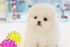 대구강아지분양 전문 애견샵 미유펫, 건강한 강아지 입양 진행