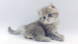 고양이분양샵 제나캣, 5월 맞이 각종 프로모션 및 혜택 선보여