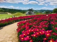 의성군 조문국사적지 작약꽃 절경