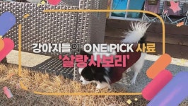 구름애견, 강아지사료 살랑사보리 런칭…70% 할인 이벤트