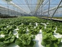 포천시,양어수경재배 아쿠아포닉스 농업으로 친환경 유럽샐러드 백화점 첫 납품