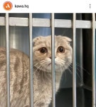 우크라에서 겨우 탈출했는데...안락사 위기 고양이 향후 계획은?
