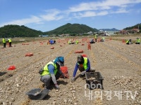 경남농협, 마늘 수확 일손돕기 실시