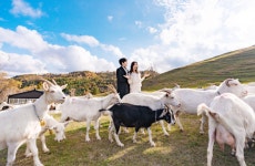 태백 가볼만한 곳 몽토랑 산양목장 추천...내일 날씨 더울까?