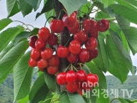 상주시 블루베리, 체리 홍보 판매행사 개최